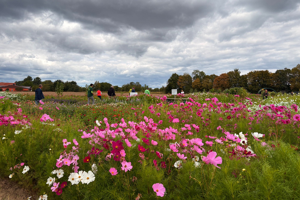 Blumenwiese