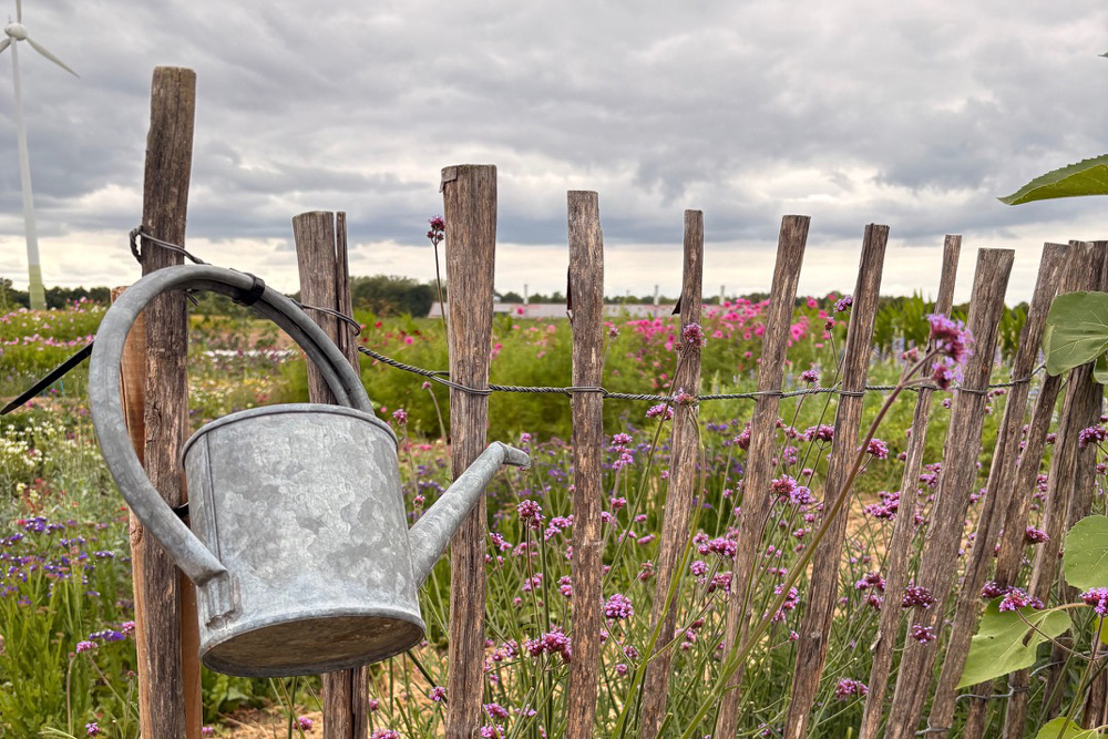 Blumenwiese